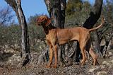 VIZSLA poil court 150